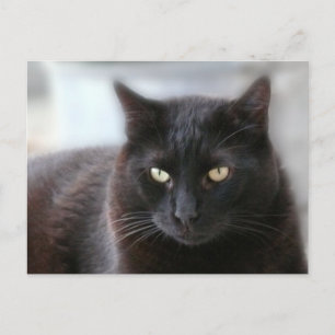 Carte Postale Chat noir