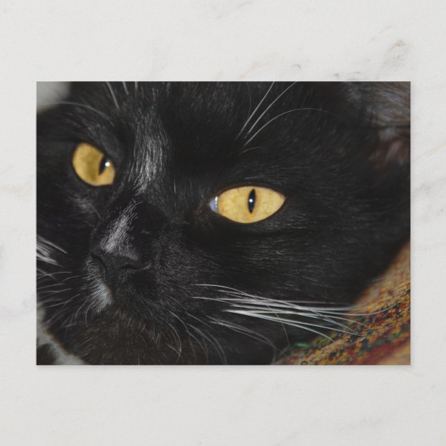 Carte Postale chat noir (Devant)