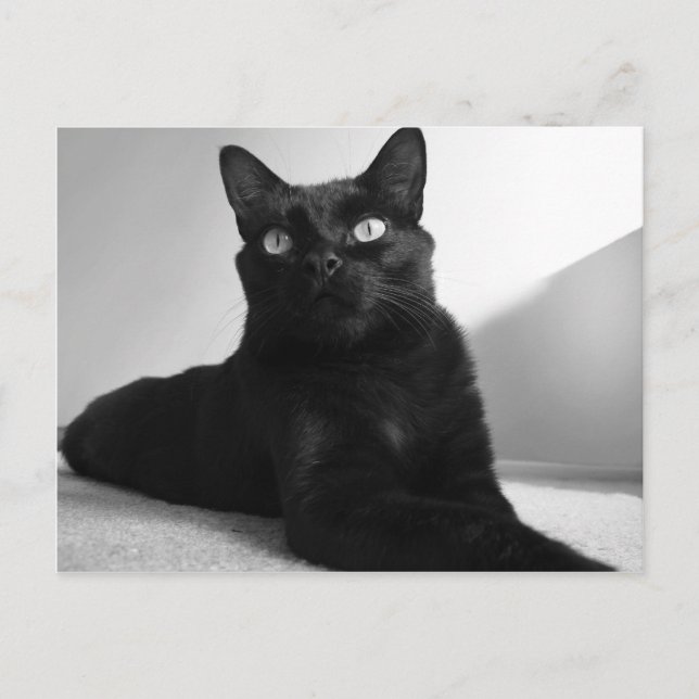 Carte Postale chat noir (Devant)