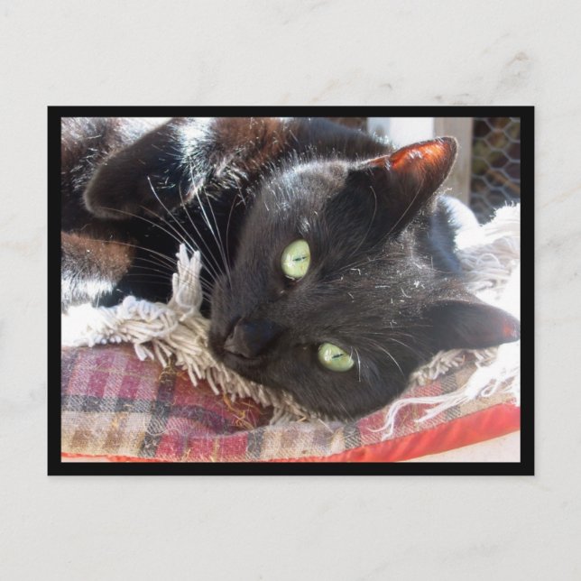 Carte postale "Chat noir" (Devant)
