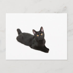 Carte Postale chat noir