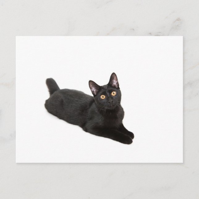 Carte Postale chat noir (Devant)