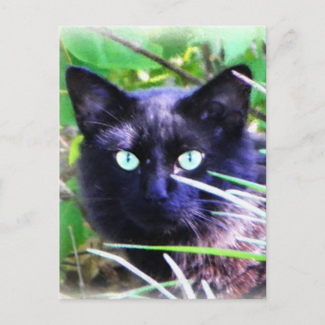 Carte Postale Chat noir aux yeux verts frappants (Devant)