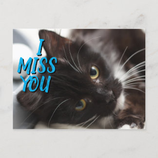 Carte postale Chat noir/blanc