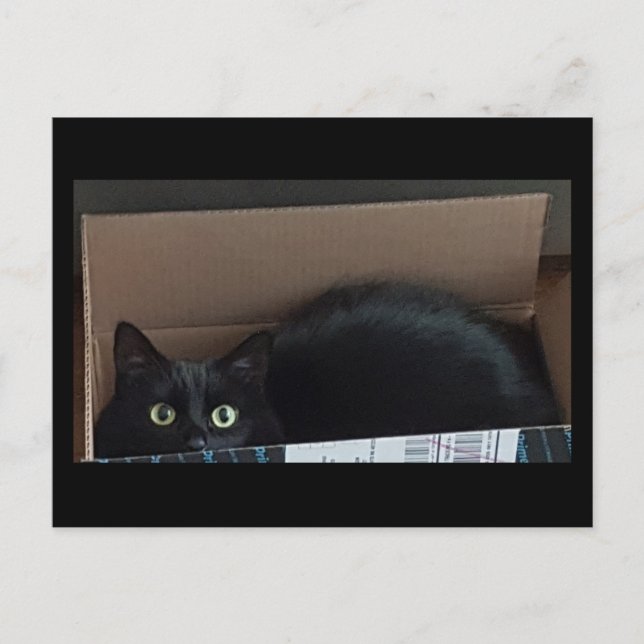 Carte Postale Chat noir dans une boîte (Devant)