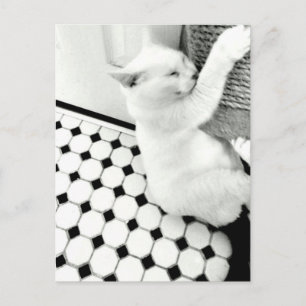 Carte postale Chat noir et blanc