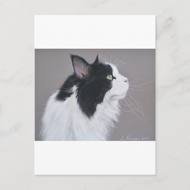 Carte Postale Chat noir et blanc Maine Coon. (Devant)