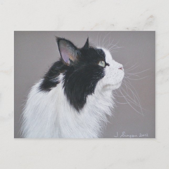 Carte Postale Chat noir et blanc Maine Coon. (Devant)