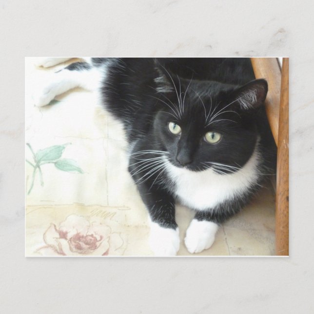 Carte Postale Chat noir et blanc mignon (Devant)