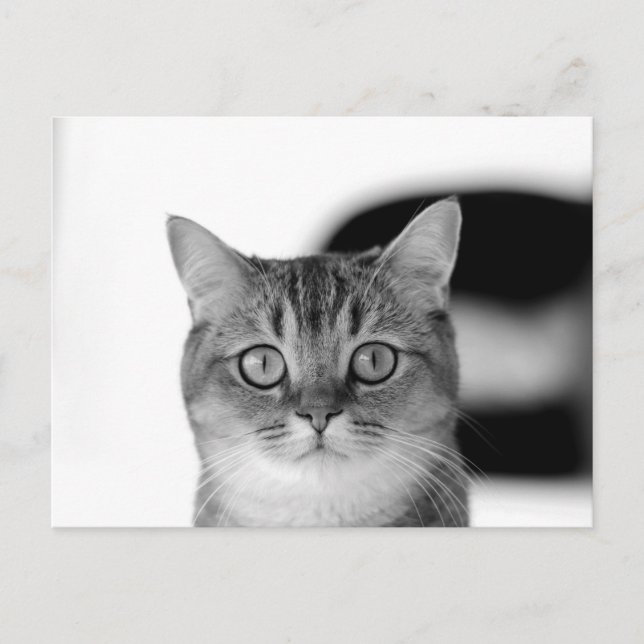 Carte Postale Chat noir et blanc regardant droit vers vous (Devant)
