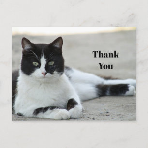 Carte Postale Chat noir et blanc Smoking Photo Merci