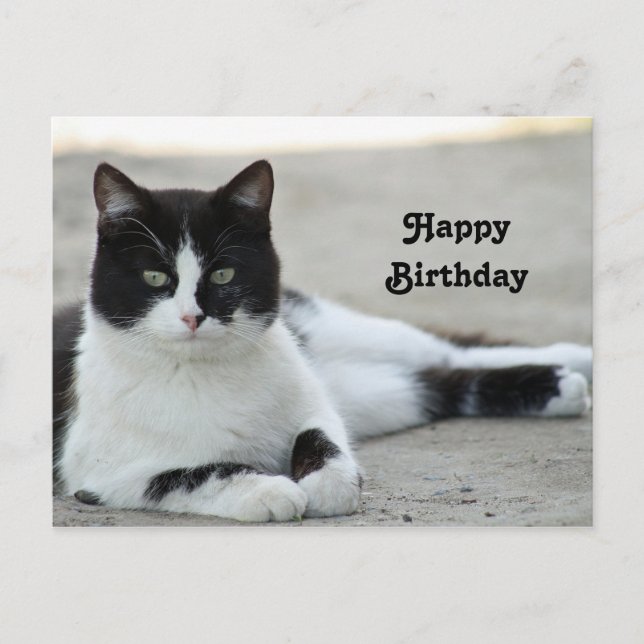 Carte Postale Chat noir et blanc Tuxedo photo Anniversaire (Devant)