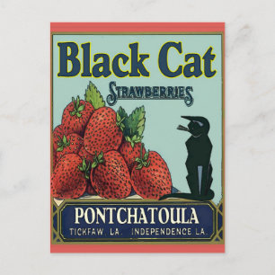 Carte Postale Chat noir, fraises Pontchatoula