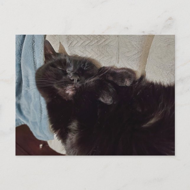 Carte Postale Chat noir Napping (Devant)