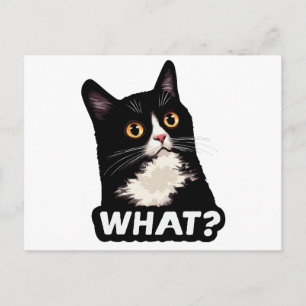 Carte Postale Chat Noir Quoi?