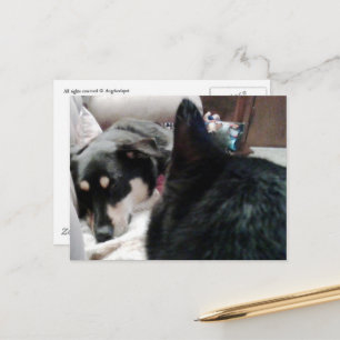 Carte Postale Chat noir regarde le chien endormi