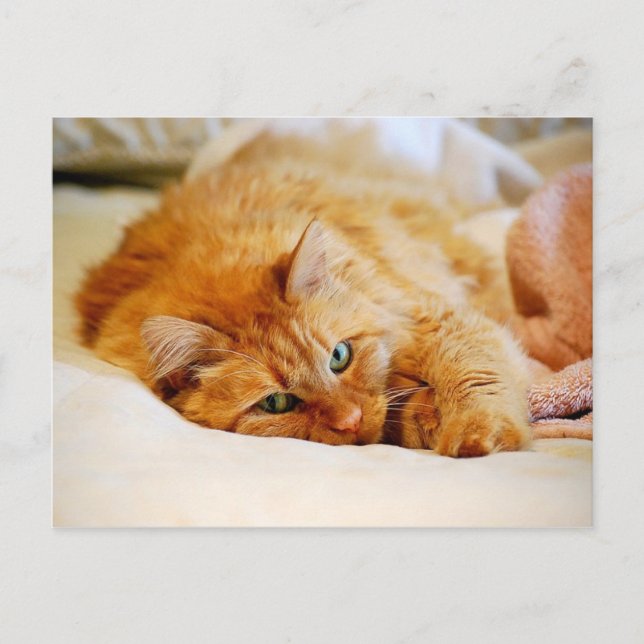 Carte postale Chat orange sucré (Devant)
