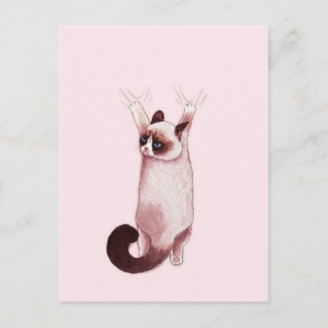 Carte Postale Chat pendu (Devant)