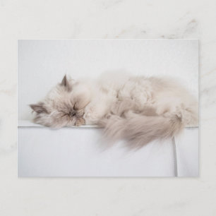 Carte Postale Chat persan