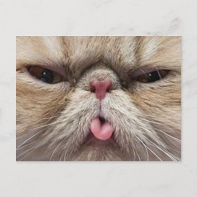 Carte Postale Chat persan collant la langue (Devant)