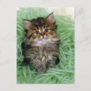 Carte Postale Chat persan ; est une des races les plus anciennes