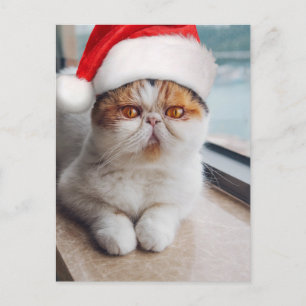 Carte Postale Chat persan merveilleux avec chapeau de Père Noël