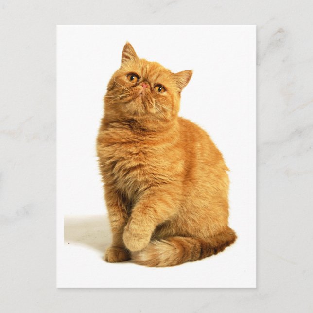 Carte Postale Chat perse (Devant)