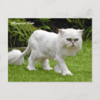 Chat perse blanc humoristique