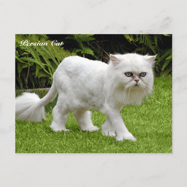 Carte Postale Chat perse blanc humoristique (Devant)