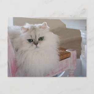 Carte Postale Chat perse blanc sur une chaise rose