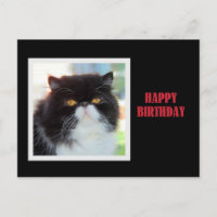 Chat perse Joyeux anniversaire