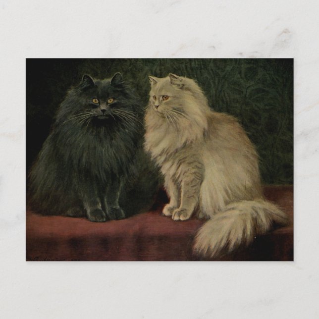 Carte Postale Chat perse vintage (Devant)