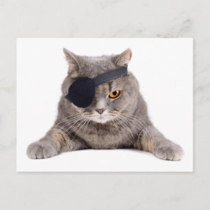 Carte Postale Chat pirate
