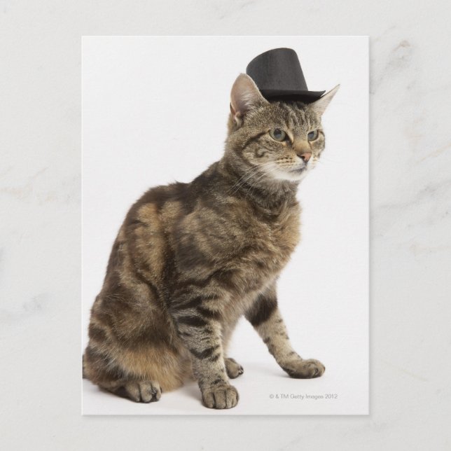 Carte Postale Chat portant chapeau (Devant)