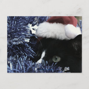 Carte Postale Chat prêt à rebondir derrière la teinture bleue, t