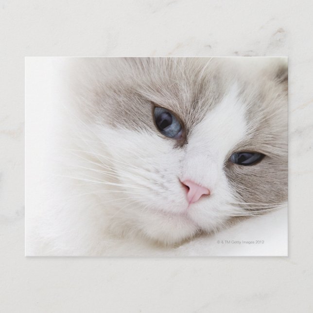 Carte Postale Chat Ragdoll (Devant)