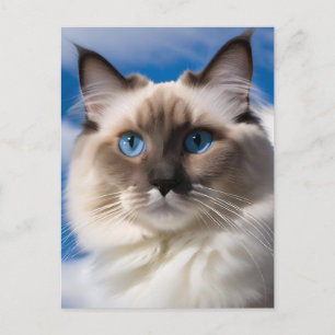 Carte postale Chat Ragdoll