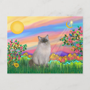 Carte Postale Chat Ragdoll (Bleu Point) - Étoile du jour