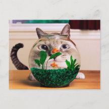 Chat regardant le poisson dans l'aquarium