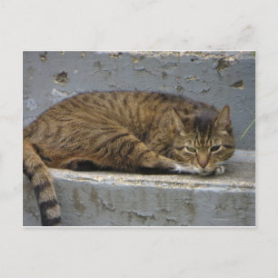 Carte Postale Chat relaxant