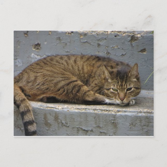 Carte Postale Chat relaxant (Devant)