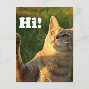 Carte Postale Chat roux disant bonjour !
