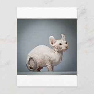 CARTE POSTALE CHAT SANS CHEVEUX