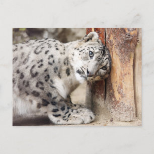 Carte Postale Chat sauvage de léopard des neiges