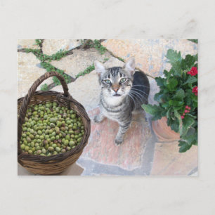 Carte Postale Chat Sauvage Kitten Giannino Avec Poitrine D'Olive