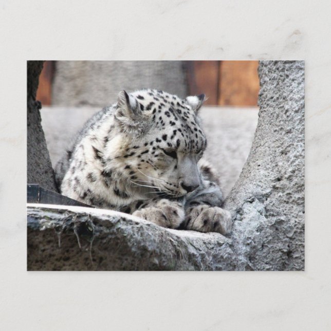 Carte Postale Chat Sauvage Léopard De Neige Belle Photo (Devant)