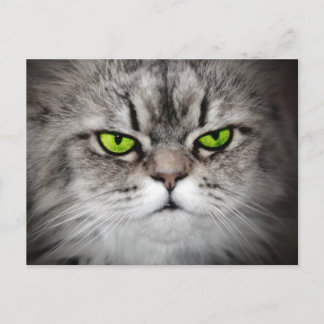 Carte Postale Chat sérieux avec les yeux verts