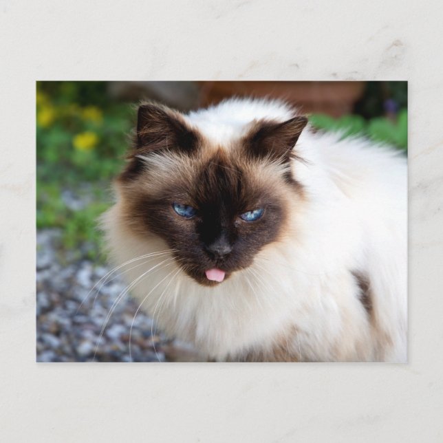 Carte Postale Chat siamois (Devant)