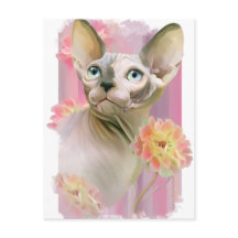 Chat Sphynx