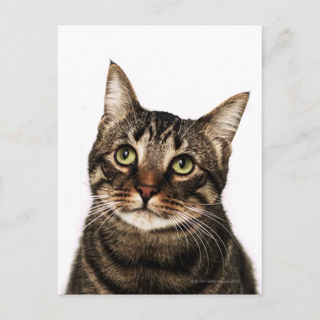Carte Postale Chat sur arrière - plan blanc 2 (Devant)